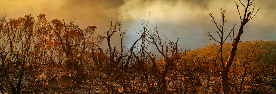 A bushfire