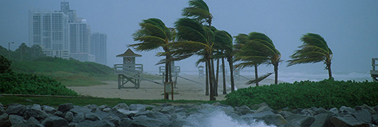 Palm trees blowing in strong winds on a beach front